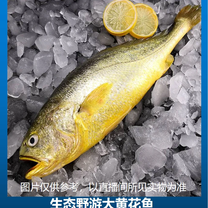 生态野游大黄花鱼深海美味鲜活速冻7-8两/条到手5条共3斤以上