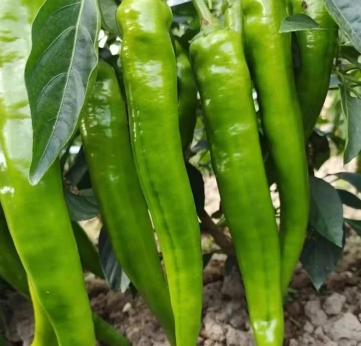 河南露天应季羊角辣椒
