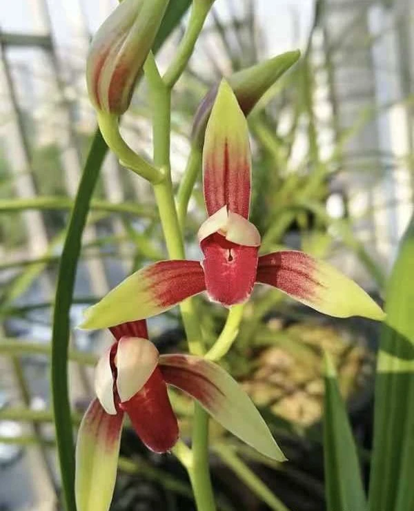 建兰名品大国魂单苗