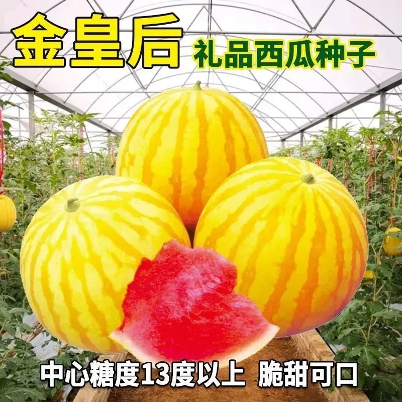 金皇后西瓜种子黄皮甜王早熟西瓜种籽南方水果春季四季蔬菜种籽孑