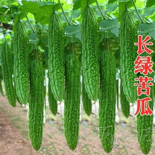长绿苦瓜种子早熟翠绿疙瘩绿苦瓜种籽春季四季播庭院蔬菜种子
