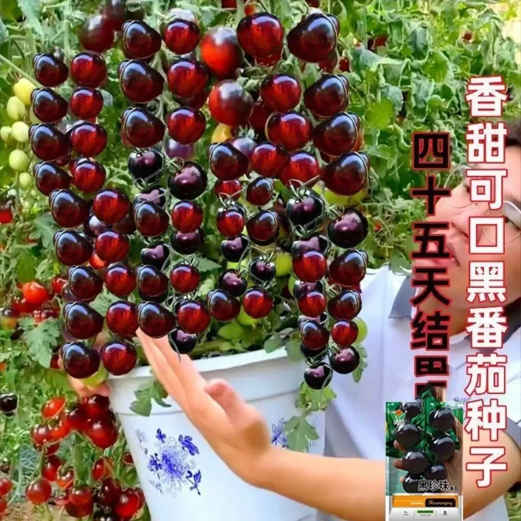 盆栽糖水黑番茄种子黑西红柿种苗种籽小番茄耐热耐寒四季蔬菜种子