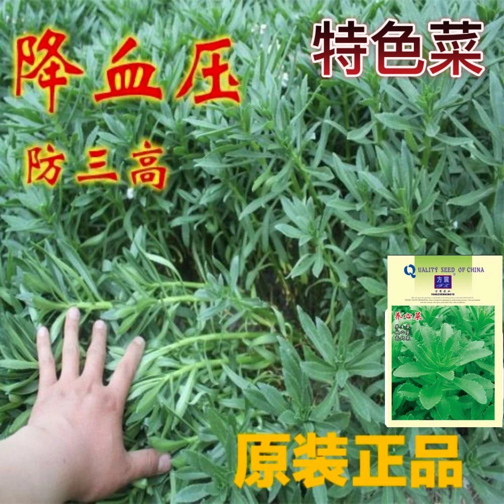 四季种植蔬菜种子高钙养心菜种子救心菜养心菜苗菜种子费菜种苗