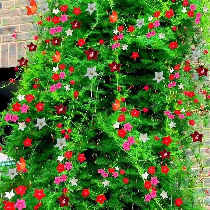 羽叶茑萝花种子庭院爬藤植物遮阳五角星种籽花盆栽阳台四季种活
