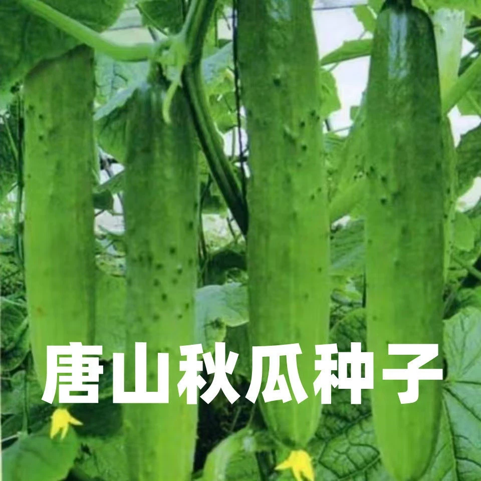 唐山秋瓜种子秋黄瓜水果黄瓜吊瓜阳台盆栽春秋季易播蔬菜种子