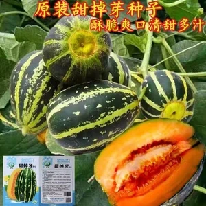 甜掉牙甜瓜种子薄皮超甜花皮香瓜种籽四季水果种孑四季蔬菜种子