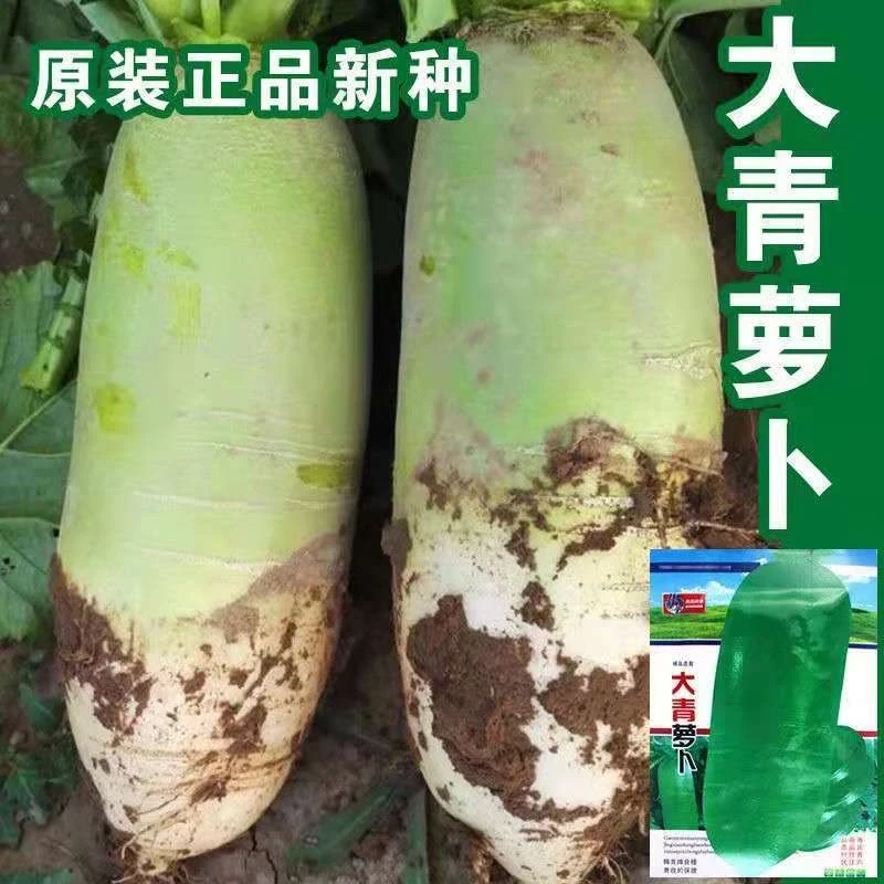 精选大青萝卜种子露头青萝卜籽生吃脆甜萝卜秋冬播萝卜籽蔬菜种孑