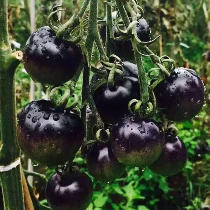 水果春季菜籽种孑黑骑士樱桃黑番茄种子四季黑西红柿种苗种籽盆栽