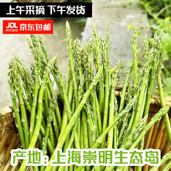 细笋  上海崇明 春季头菜新鲜芦笋  现采现发  脆嫩