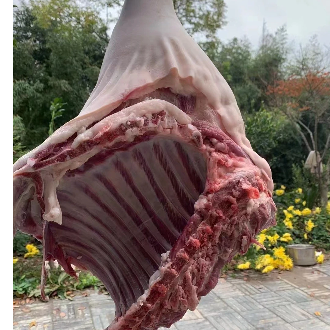 上海散养崇明白山羊前腿带排（前半）
