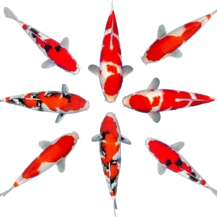 锦鲤观赏鱼红白三色秋翠辉龙孔雀落叶蝴蝶九纹龙德系鱼塘直发火鲤