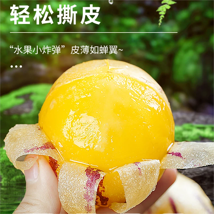 云南人参果树上熟黄肉圆果现采现发新鲜水果，拍三斤送两斤