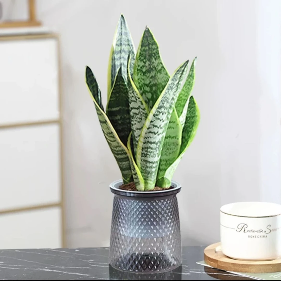 金边虎皮兰办公室内客厅易活植物绿植盆栽高脚矮脚虎尾兰好养花卉