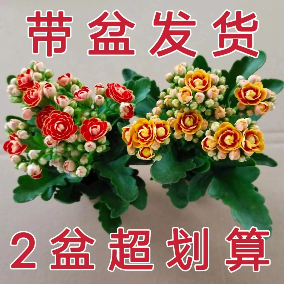 长寿花盆栽重瓣金狐狸大花带花苞花苗促销四季促销开花好养的花卉