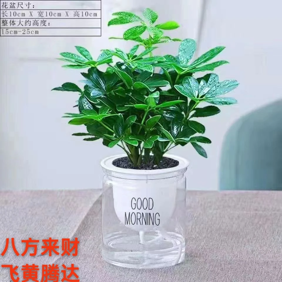 鸭脚木盆栽植物可水培七叶莲老桩室内八方来财树四季绿植花卉好养