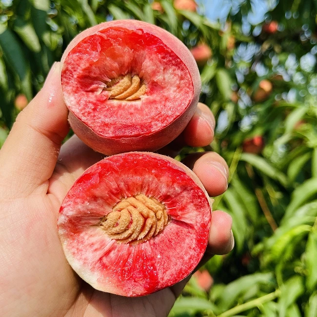 正宗湖北胭脂红血桃 老树老品种朱砂红 新鲜应季水果