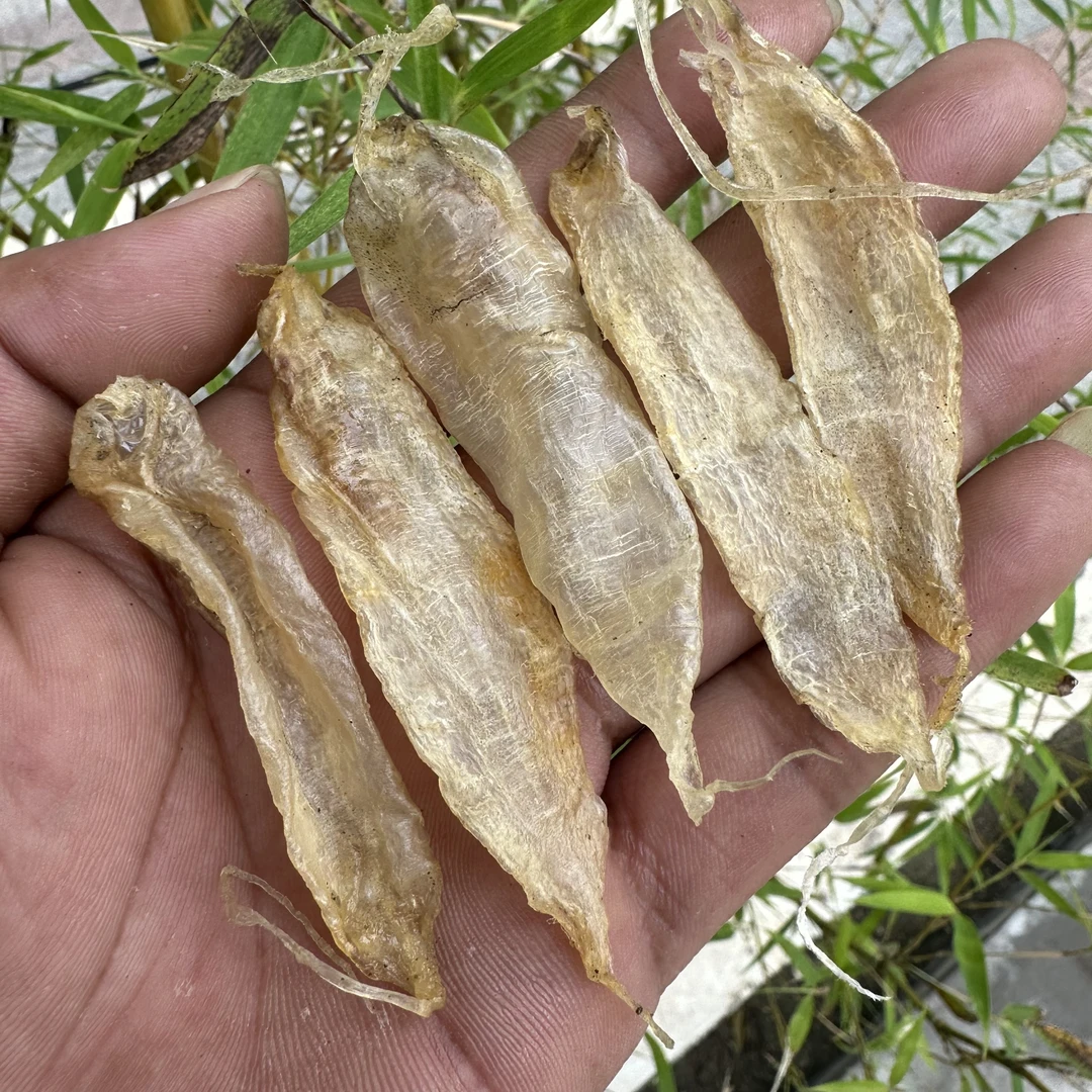 【小孩的福利】豆仁胶350-450头鱼胶煲汤花胶奶冻150g-250g-500克