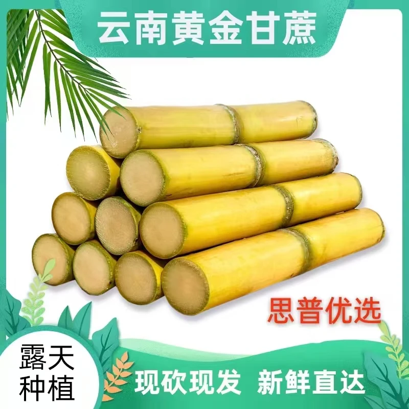 正宗云南黄金甘蔗9斤，农家皮薄新鲜脆甜多汁精选中段清甜老少皆宜