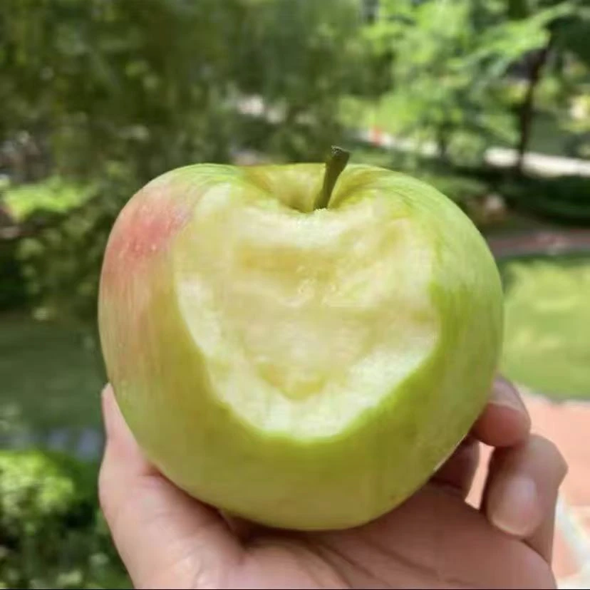 山东青岛明月苹果纯甜无酸产地直发现摘现发酥脆纯甜新鲜苹果