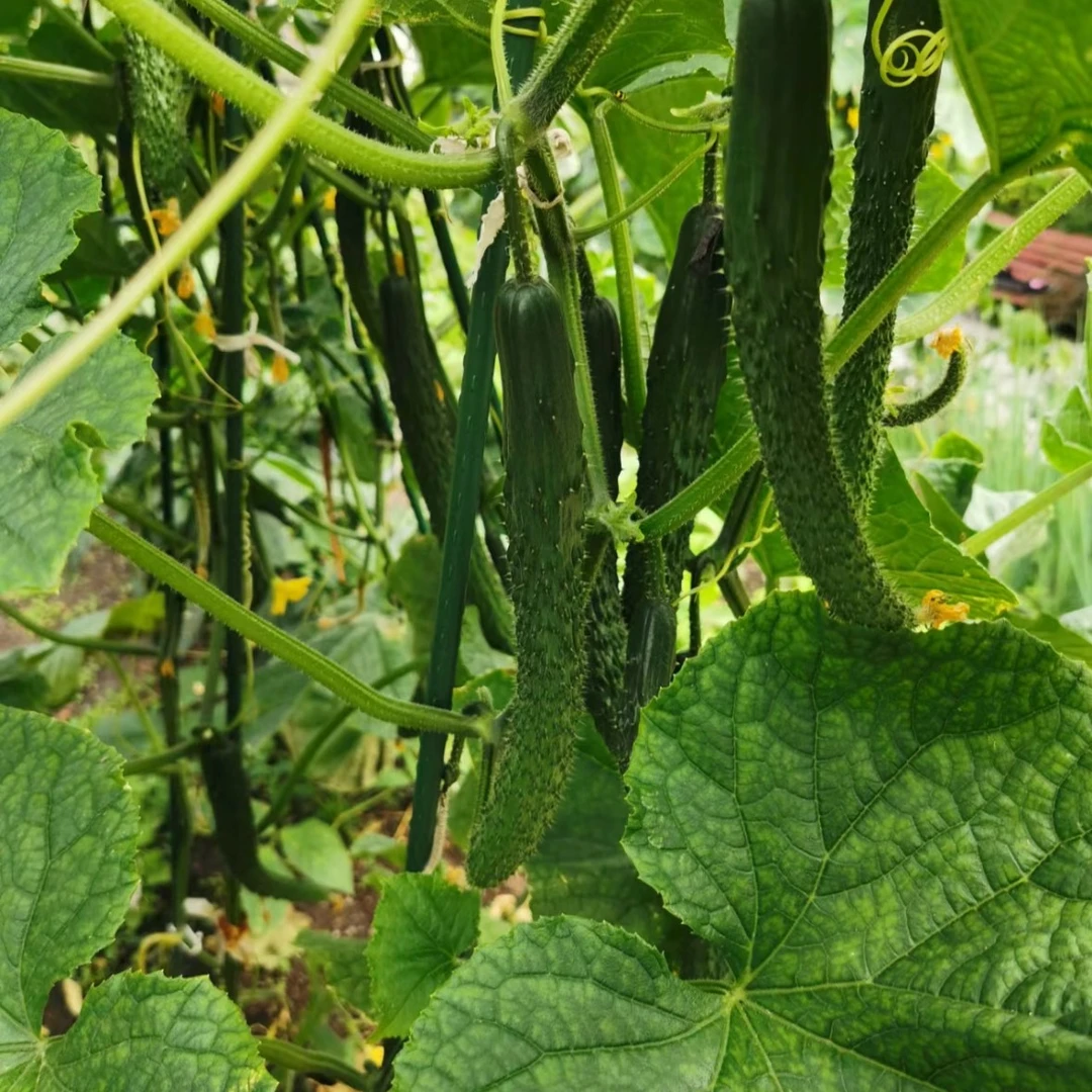 绿黄瓜青瓜密云农家绿心黄瓜新鲜现摘现发清脆爽口包邮到家黄瓜绿黄瓜