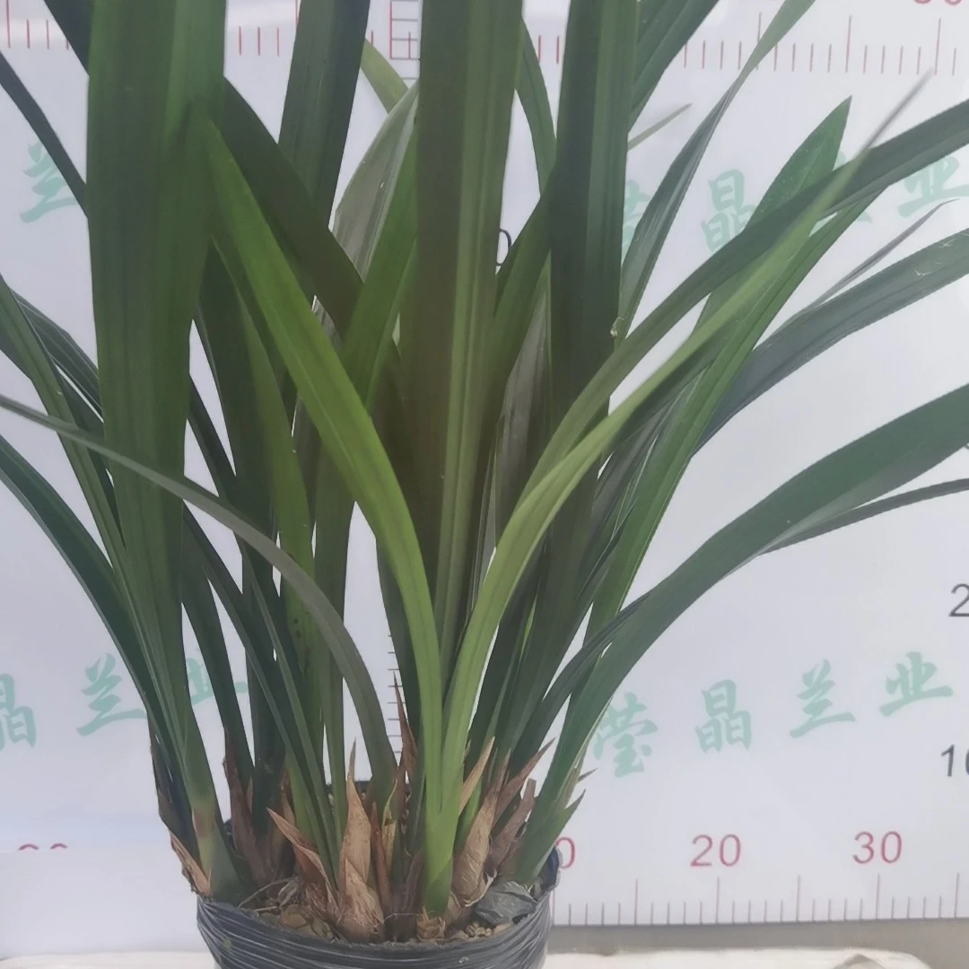 国兰黙兰原盆发盆栽年宵花清香（裸根发）