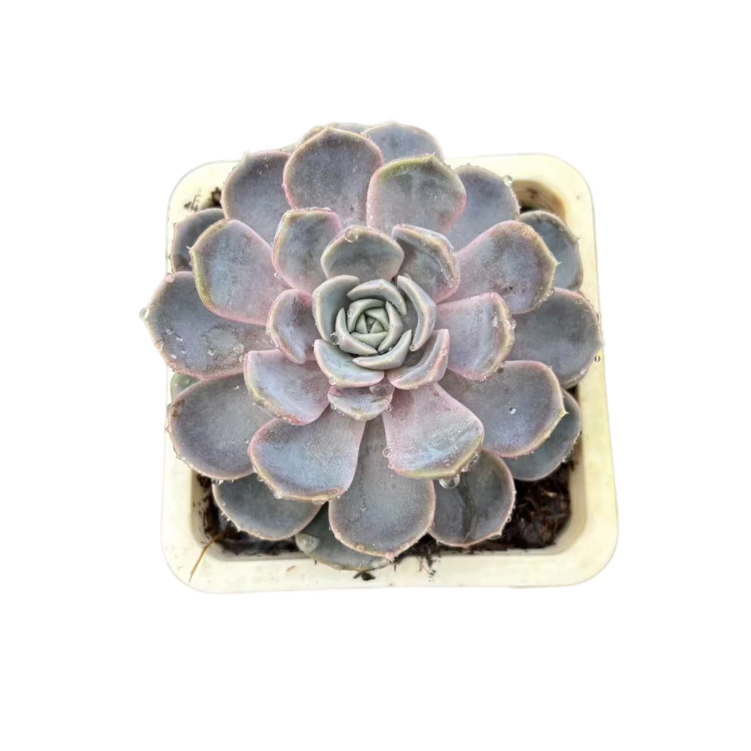 【汉堡】90盆15包邮 素意多肉露台办公室绿植盆栽多肉植物