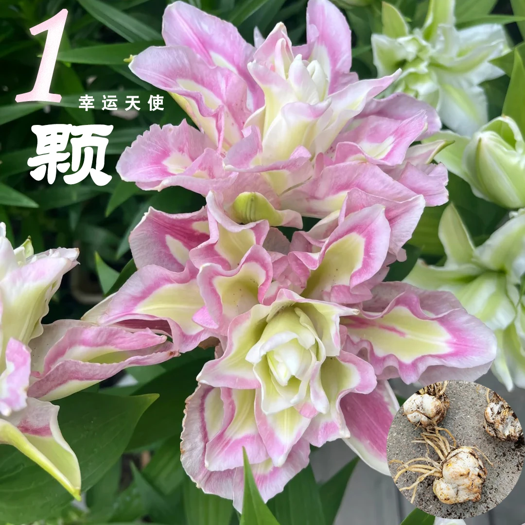 1颗《幸运天使》重瓣香水百合种球荷兰进口四季可种