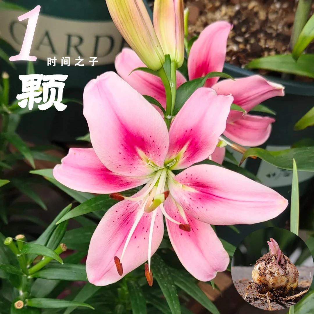 1颗《时间之子》重瓣香水百合种球荷兰进口四季可种