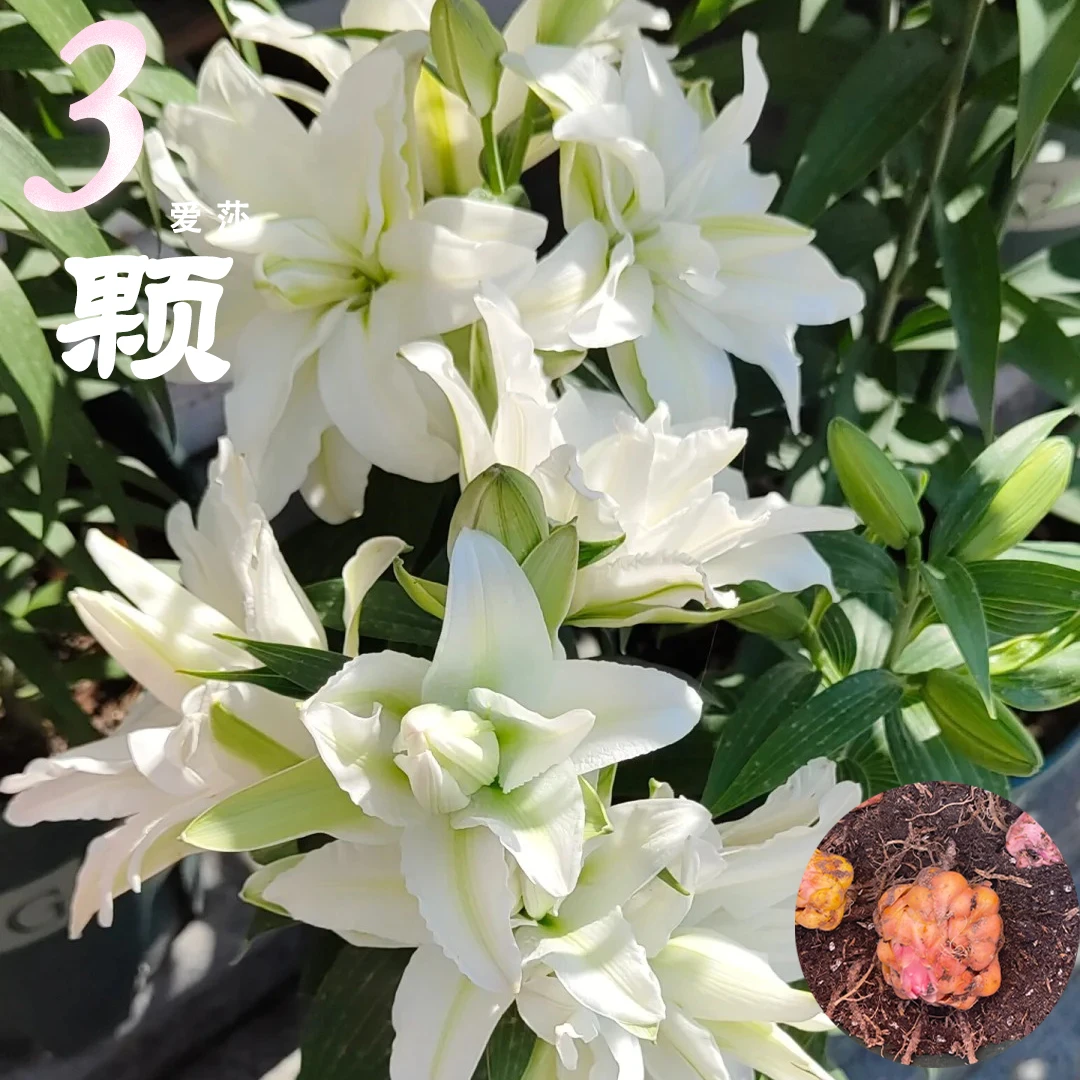 1颗《爱莎》重瓣香水百合种球荷兰进口四季可种