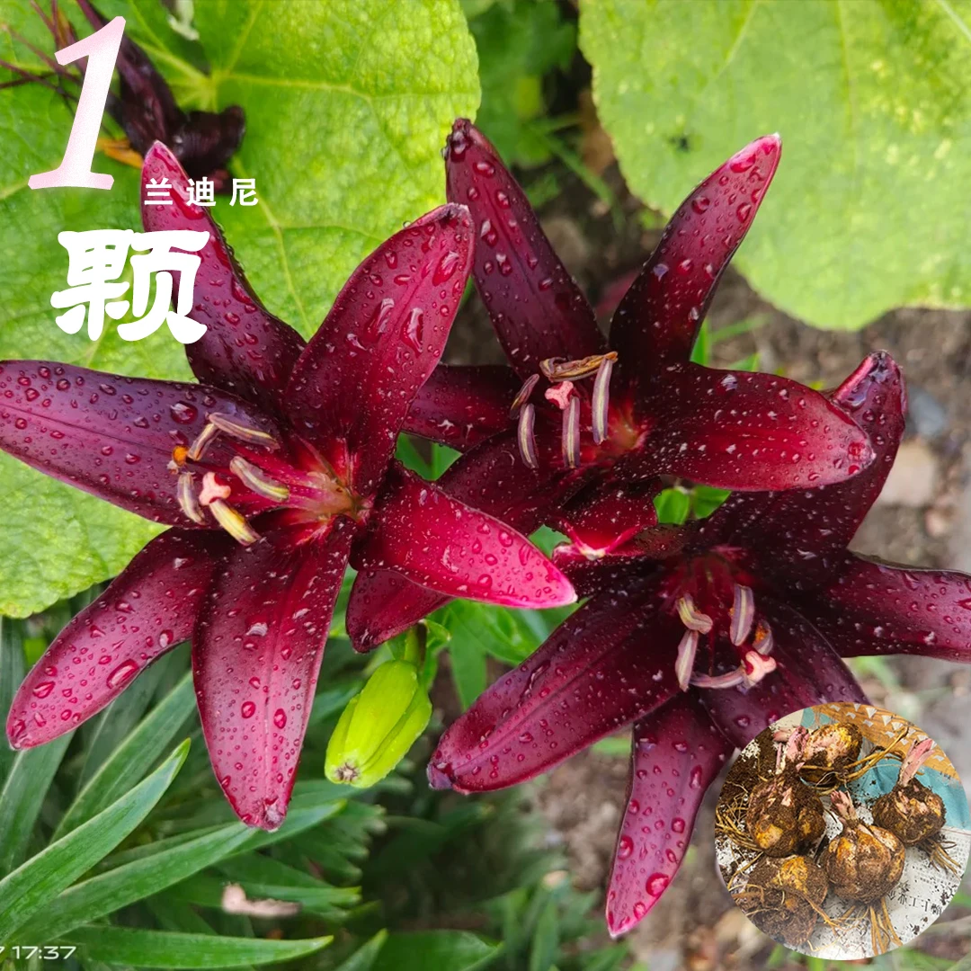 1颗《兰迪尼》单瓣无香百合种球荷兰进口四季可种