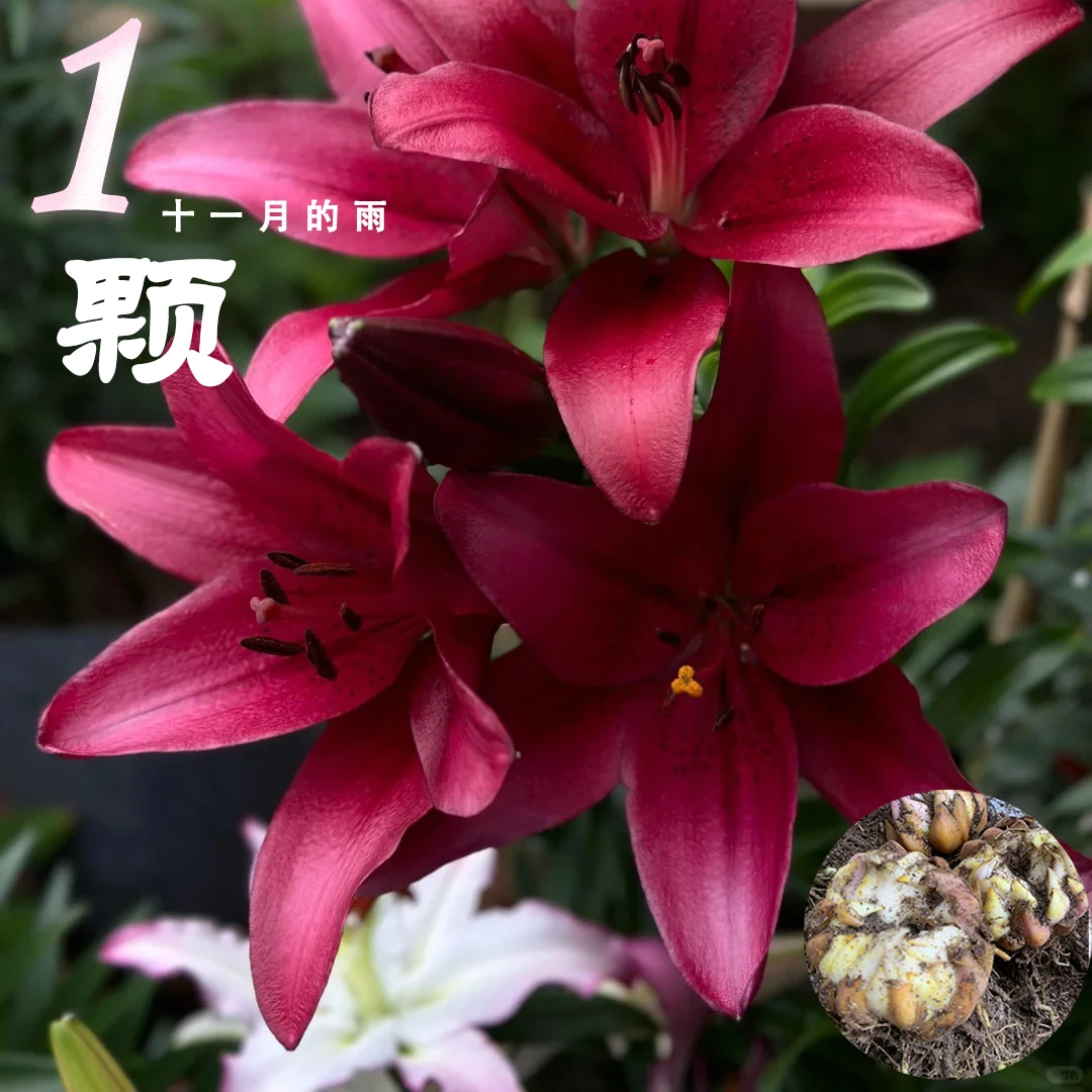 1颗《十一月的雨》百合种球荷兰进口四季可种