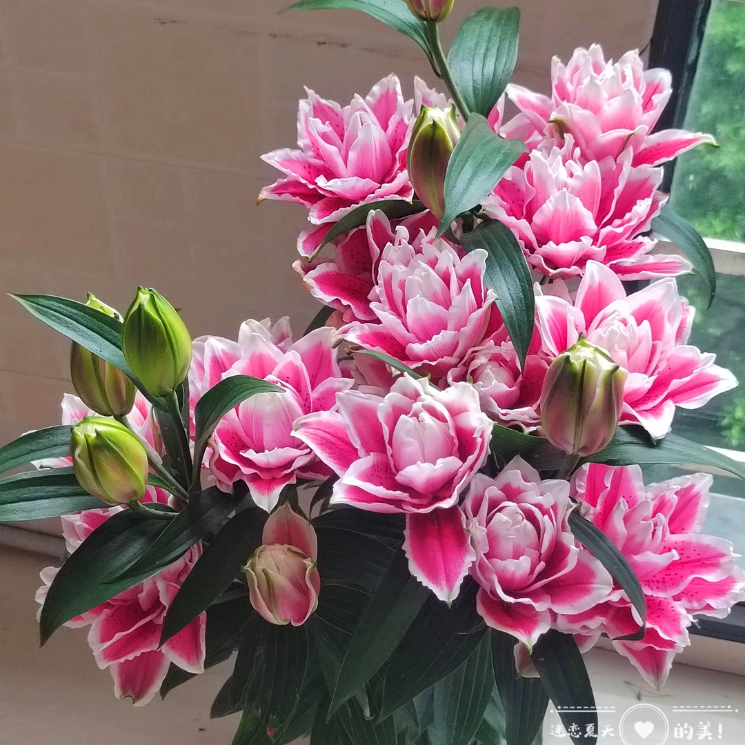 1颗《火星之恋》重瓣香水百合种球荷兰进口四季可种