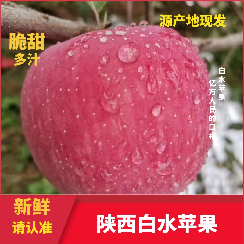 2024新果 正宗陕西白水红富士 脆甜多汁 新鲜上市