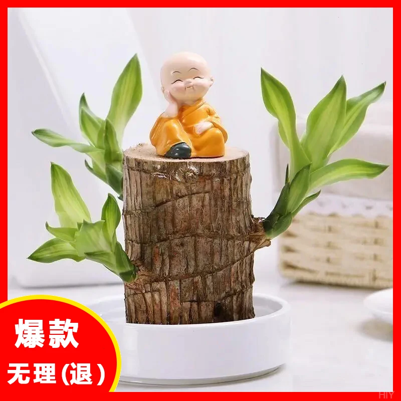 室内木人幸运特小养花卉绿植盆栽巴西木木格【】懒人水培植物好鲁