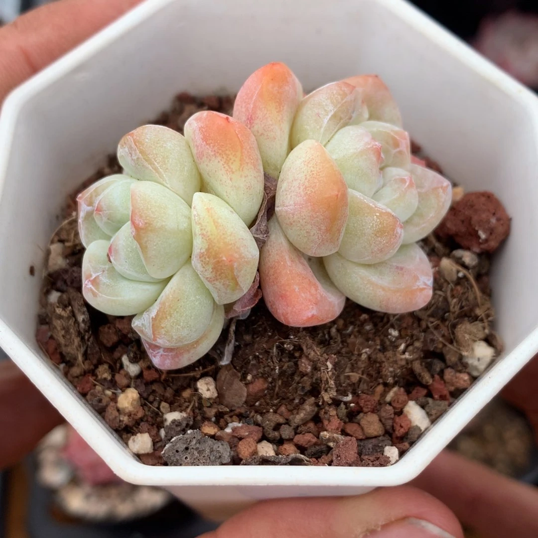 双头老桩冰玉一物一拍