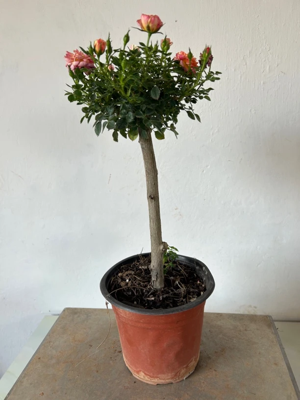 微月带花苞棒棒糖【一物一拍】闵哥发货园艺金达莱枸骨树水杨梅