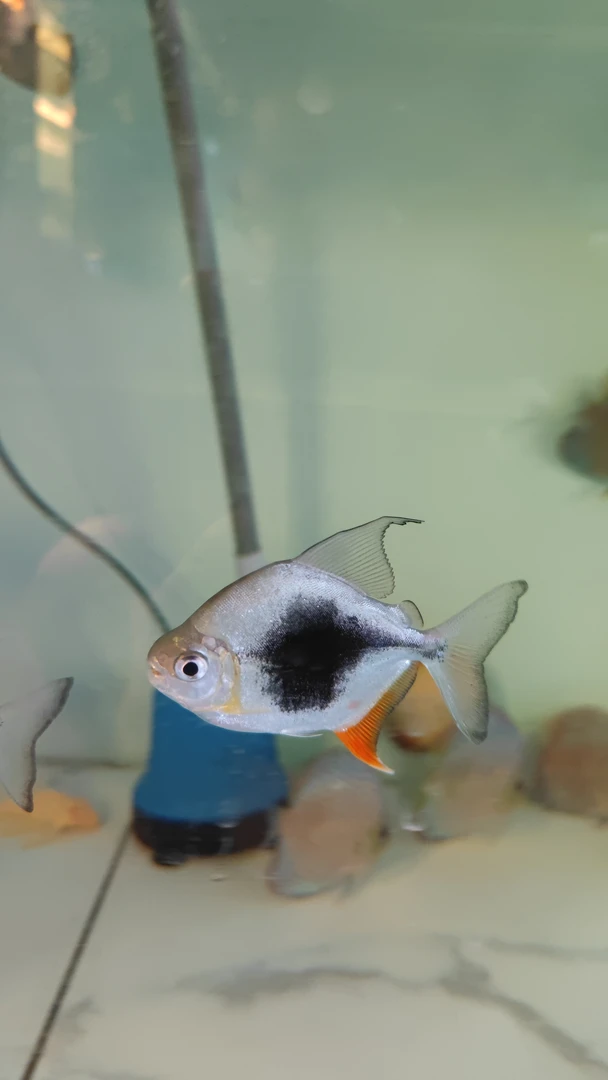 黑桃A 银板鱼 龙鱼配鱼