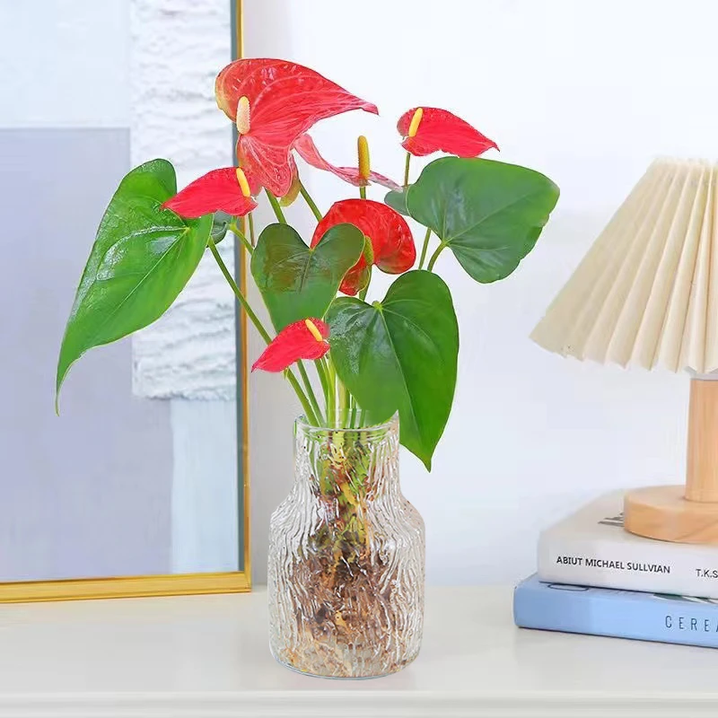 【花伴水】水培红掌盆栽植物办公室内好养大叶常青办公桌绿色送肥料