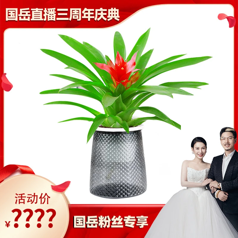 【国岳直播三周年】【花伴水】鸿运当头小红星盆栽绿植好养活美观