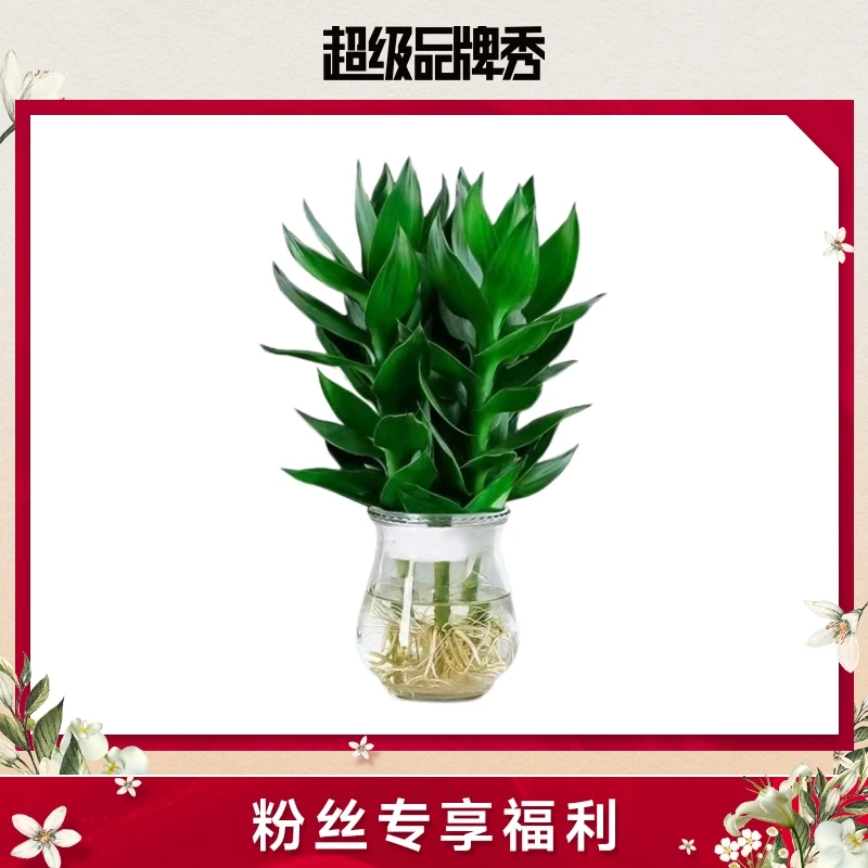【马帅专享】花伴水富贵竹观音竹水培绿植窗台室内绿色美观植物