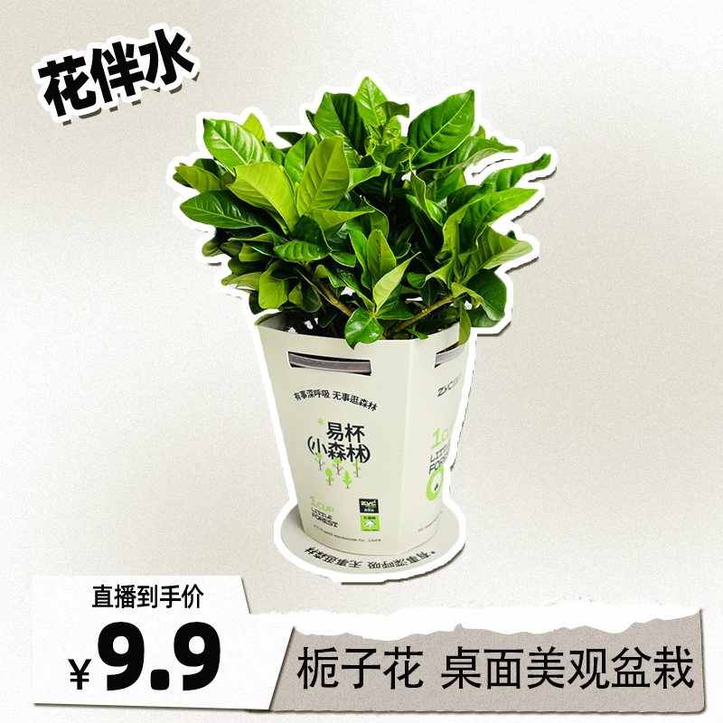 【罗予彤专属】花伴水栀子花开花植物浓香室内办公室阳台简易杯盆栽