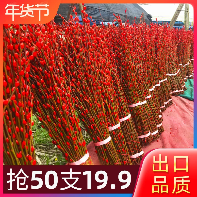 【花伴水】银柳真花鲜枝年宵花卉水培植物干花红色银柳室内客厅