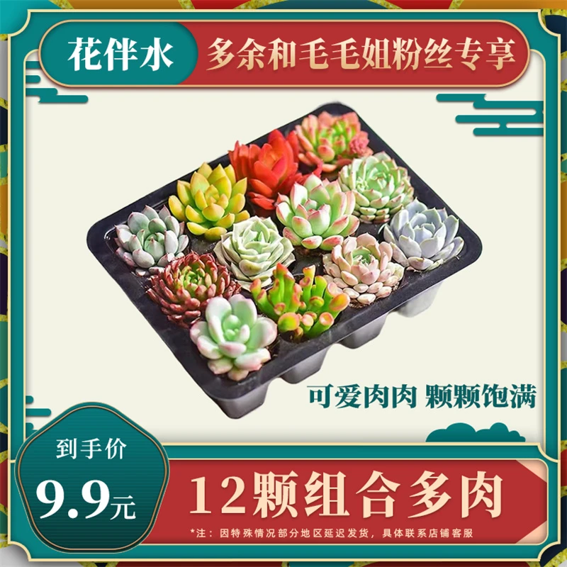 【花伴水】多肉植物组合盆栽搭配系列桌面可爱盆栽