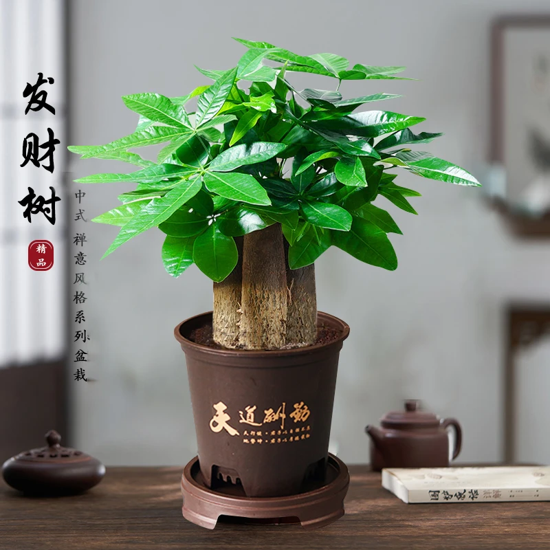 【花伴水】财源滚滚三杆发财树盆栽室内观叶耐旱易养活绿色盆栽hy