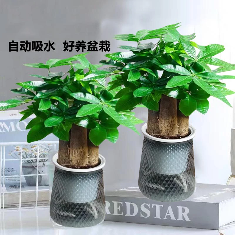 【花伴水】买一送一灰钻胶盆三杆发财树绿植盆栽室内办公室书桌美观