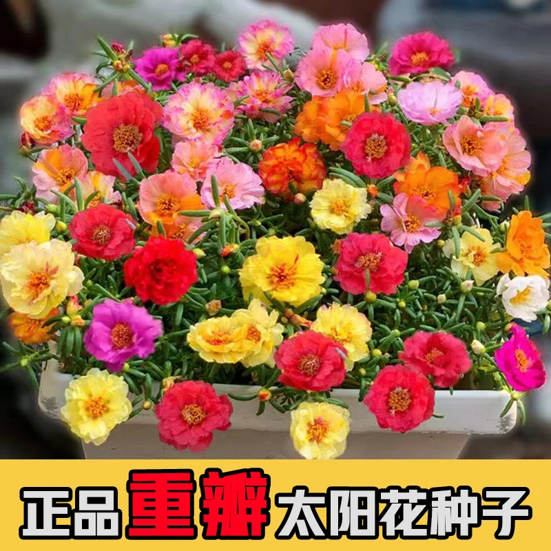 【6万粒太阳花种子】混色重瓣太阳花易活易种阳台庭院