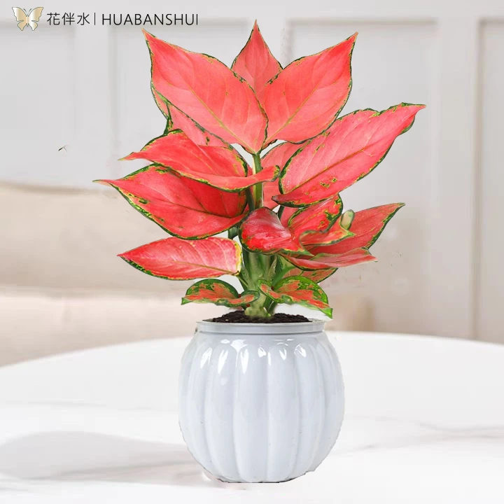【花伴水】吉利红*1+白色南瓜盆*1