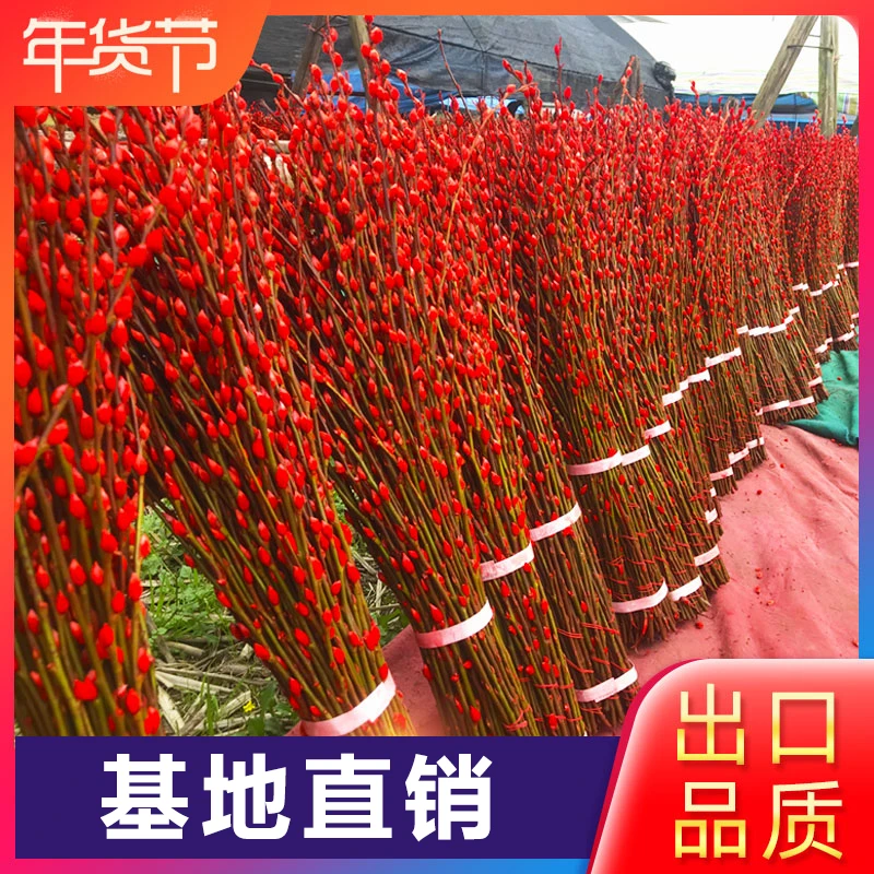 【花伴水】银柳真花鲜枝春节年宵花卉水培植物干花红色银柳客厅室内