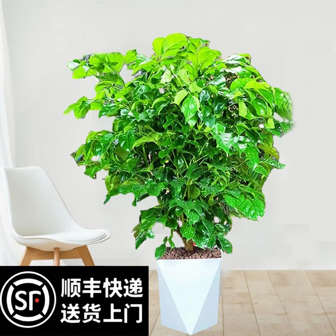 【顺丰发货】【花伴水】老桩幸福树绿宝树丛生绿植盆栽大型办公室植物