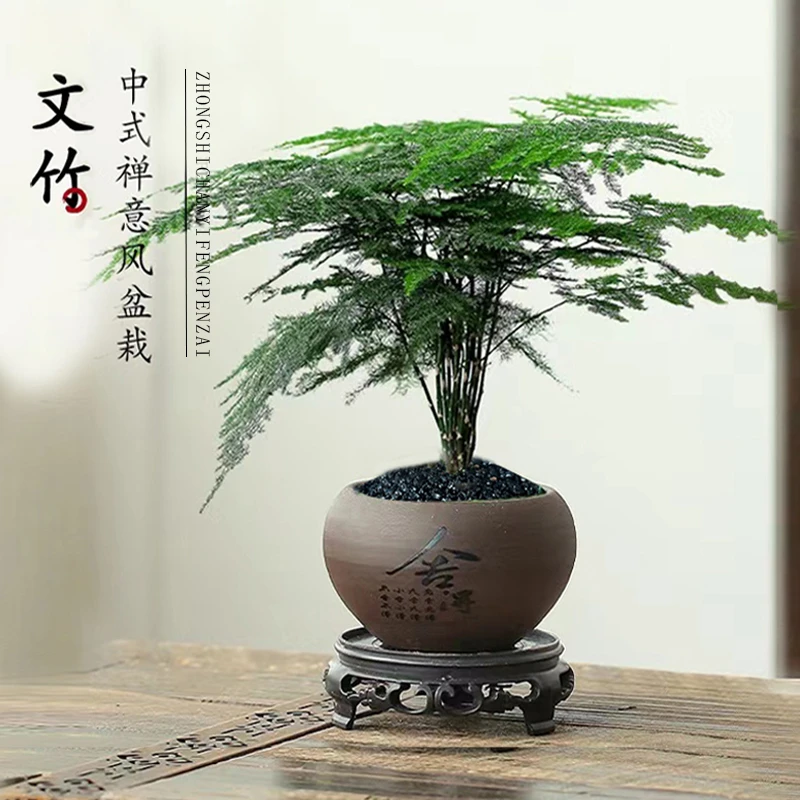 【花伴水】文竹盆栽植物室内净化空气办公室桌面好养盆栽四季常青